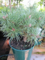 Preview: Pinus sylvestris Bexel - Waldkiefer Bexel -