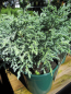 Preview: Chamaecyparis pisifera Baby Blue - Zwerg-Silberzypresse Baby Blue -