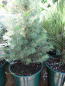 Preview: Picea glauca Biesenthaler Frühling - Zuckerhutfichte Biesenthaler Frühling - Weiß-Fichte - Schimmel-Fichte -