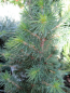 Preview: Picea glauca Biesenthaler Frühling - Zuckerhutfichte Biesenthaler Frühling - Weiß-Fichte - Schimmel-Fichte -