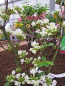 Preview: Rhododendron luteum "Wedding Bouquet" 25-30