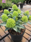 Preview: Skimmia japonica White Dwarf - Japanische Skimmie White Dwarf -  20-25 cm