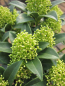 Preview: Skimmia japonica White Dwarf - Japanische Skimmie White Dwarf -  20-25 cm