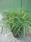 Preview: Mahonia eurybracteata Soft Caress - chinesische Mahonie Soft Caress ca.  30-40 cm