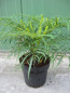 Preview: Mahonia eurybracteata Soft Caress - chinesische Mahonie Soft Caress ca.  30-40 cm