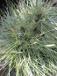 Preview: Pinus strobus Sea Urchin - Seidenkiefer - Weymouthskiefer - 15-20cm