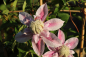 Preview: Clematis Josephine Waldrebe Rosen-Clematis