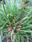 Preview: Pinus densiflora Edsal Wood - Japanische Zwergrotkiefer Edsal Wood - 15-20cm