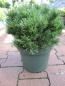 Preview: Pinus densiflora Edsal Wood - Japanische Zwergrotkiefer Edsal Wood - 15-20cm