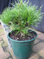 Preview: Pinus densiflora Edsal Wood - Japanische Zwergrotkiefer Edsal Wood - 15-20cm
