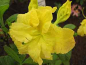 Preview: Rhododendron luteum "Yellow Cloud" 25-30