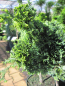 Preview: Chamaecyparis lawsoniana Bregeon - Scheinzypresse Bregeon - Veredelung auf einem 30 cm Stamm -
