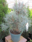 Preview: Pinus sylvestris Glauca - Waldkiefer Glauca -  blaue Waldkiefer - blaue Bergföhre - ca. 25-30 cm