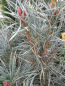 Preview: Pinus sylvestris Glauca - Waldkiefer Glauca -  blaue Waldkiefer - blaue Bergföhre - ca. 25-30 cm