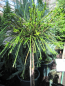 Preview: Thuja plicata Whipcord - Faden-Lebensbaum Whipcord - Veredelung auf einen Hochstamm