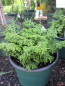 Preview: Chamaecyparis obt. Maureen - Scheinzypresse