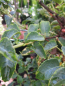 Preview: Hydrangea petiolares Miranda - Kletterhortensie Miranda -