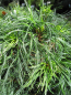 Preview: Pinus strobus Tiny Curls - Mädchenkiefer - Weymouthskiefer - 30-40 cm