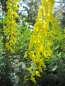 Preview: Cytisus nigricans Cyni - schwarzer Ginster Cyni -