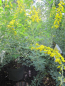 Preview: Cytisus nigricans Cyni - schwarzer Ginster Cyni -