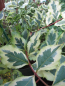Preview: Weigela florida Magical Rainbow® - Weigelie Magical Rainbow® 40-60