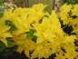 Preview: Rhododendron mixtum "Sonnenköpfchen" (25cm-30cm)