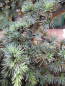 Preview: Cedrus atlantica Saphire Nymph