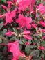 Preview: Rhododendron obtusum Arabesk - Japanische Azalee Arabesk 25-30 cm