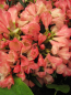 Preview: Rhododendron yakushimanum Barbarella - Ball-Rhododendron Barbarella 40-50