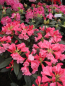 Preview: Rhododendron yakushimanum Belle de Flore - Ball-Rhododendron Belle de Flore