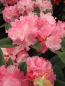 Preview: Rhododendron yakushimanum Maisonne - Ball-Rhododendron Maisonne