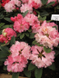 Preview: Rhododendron yakushimanum Maisonne - Ball-Rhododendron Maisonne