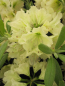 Preview: Rhododendron hybr. New Century - großblumige Rhododendron New Century