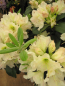 Preview: Rhododendron hybr. New Century - großblumige Rhododendron New Century