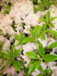 Preview: Rhododendron keleticum Robert Seleger ca. 20-30 cm