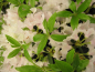 Preview: Rhododendron keleticum Robert Seleger ca. 20-30 cm