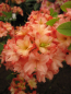 Preview: Rhododendron mixtum Rosenköpfchen - sommergrüne Azalee Rosenköpfchen 30-40 cm