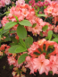 Preview: Rhododendron mixtum Rosenköpfchen - sommergrüne Azalee Rosenköpfchen 30-40 cm