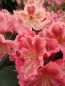 Preview: Rhododendron hybr. Djingestan - Großblumige Rhododendron Djingestan