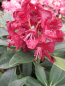 Preview: Rhododendron hybr. Purple Moon - großblumige Alpenrose Purple Moon