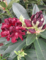 Preview: Rhododendron hybr. Purple Moon - großblumige Alpenrose Purple Moon