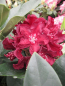 Preview: Rhododendron hybr. Purple Moon - großblumige Alpenrose Purple Moon
