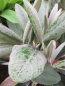 Preview: Rhododendron rex 1