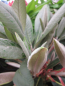 Preview: Rhododendron rex 2
