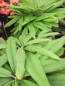 Preview: Rhododendron calophytum 2