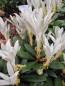 Preview: Rhododendron bureavii Hydon Velvet - Alpenrose Hydon Velvet