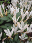 Preview: Rhododendron bureavii Hydon Velvet - Alpenrose Hydon Velvet