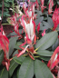Preview: Rhododendron rex Greenspan - Rhododendron rex Grünspan