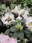 Preview: Rhododendron bureavii Hybride Masai Mara - Großblumige Alpenrose - 30-40cm