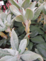 Preview: Rhododendron bureavii Hybride Masai Mara - Großblumige Alpenrose - 30-40cm